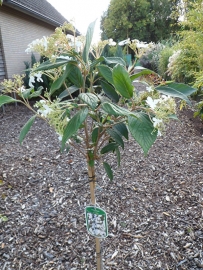 Viburnum plicatum watanabe op 80 cm. stam