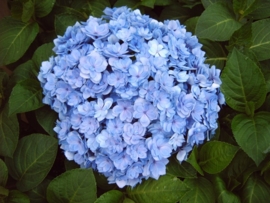 Hydrangea macr. Youme Together® (H106))