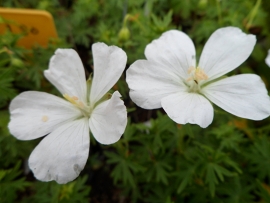 Geranium sanguineum `Album` (ooievaarsbek) p9