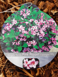 Weigela pink poppet c2-3.