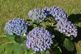 Hydrangea macr. Hovaria Hopcorn ® (H108) c4-5