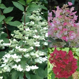 Hydrangea pan. Wim`s red op stam