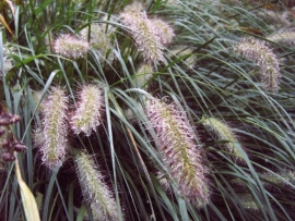 Pennisetum alop.  Hameln in c3