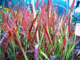 Imperata cylindrica Red Baron 