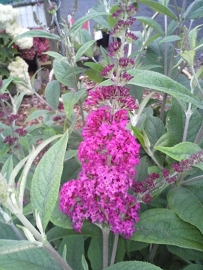 Buddleja Miss Ruby