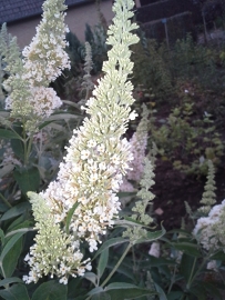 Buddleja Buzz Ivory