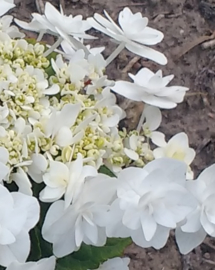 Hydrangea macr. Doppio Bianco (H168)