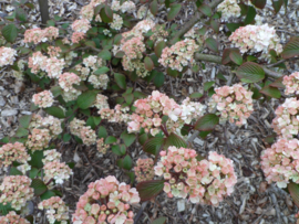 Viburnum plicatum Mary Milton  C3/5