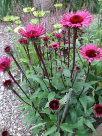 Echinacea fatal attraction  p9