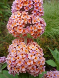 Buddleja weyeriana Flower power