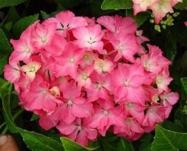 Hydrangea macr. Pia (H73) little