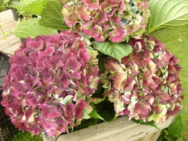 Hydrangea macr. Deutschland (H89)