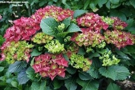 Hydrangea macr. Hot Red (H141) c2/c3