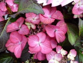 Hydrangea macr. Black Diamond Dark angel purple (H158) C5