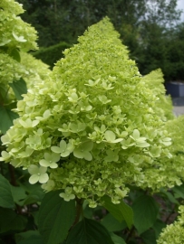 Hydrangea pan. Limelight ® (H29) op stam