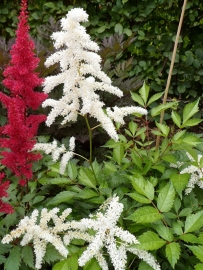 Astilbe deutschland (pluimspirea) p9