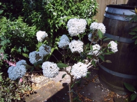 Viburnum Eskimo op stam 80 cm. 