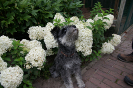 Hydrangea pan. Bobo (H137)