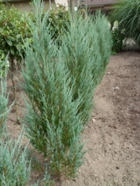 Juniperus scop. Blue Arrow (zuil) ong 160-180 cm.  kluit