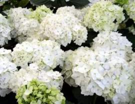 Hydrangea macr. Mme Emile moulliere (H30)