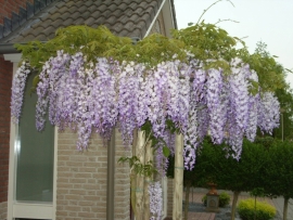 Wisteria sinensis 