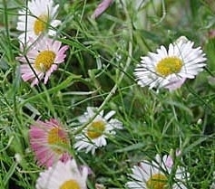 Erigeron karvinskianus p9
