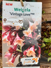 Weigela Vintage love