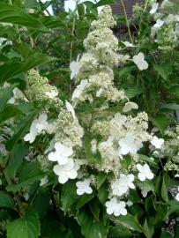 Hydrangea pan. Kyushu (H23)