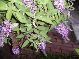 Buddleja lavender flow
