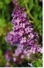 Buddleja Petite Dark Pink