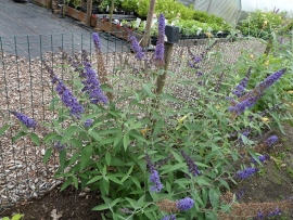 Buddleja dav. Ellen`s Blue