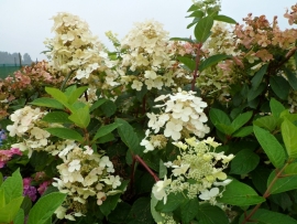 Hydrangea pan. Wim`s red (H131)