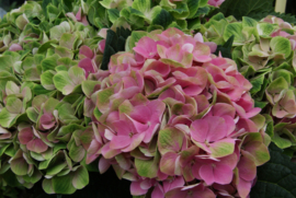 Hydrangea macr. Magical Amethyst  (H130)) roze C3.5