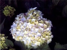 Hydrangea macr. Hortulanus h. witte (H40)