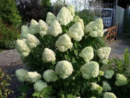 Hydrangea pan. Limelight ® (H29) in 2-3  l. pot