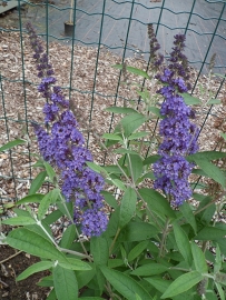 Buddleja dav. Ellen`s Blue