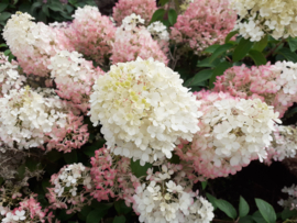 Hydranga paniculata Little Alf