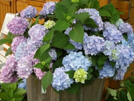 Hydrangea macr. Bailmer  (H104)