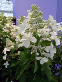 Hydrangea pan. Levana (H155)