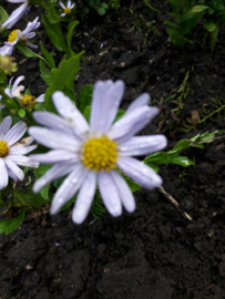 Kalimeris incisa Blue star ( zomer aster) p9