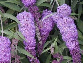 Buddleja dav. candy little purle