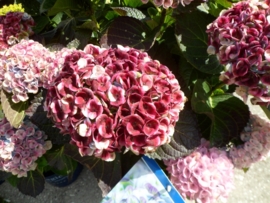 Hydrangea macr. Magical Ruby Tuesday  rood c3