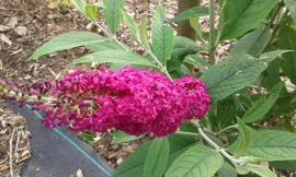 Buddleja Miss Ruby