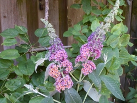 Buddleja weyeriana Flower power