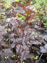 PHYSOCARPUS opulifolius `Diabolo` in pot