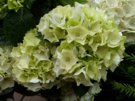 Hydrangea macr. Wudu (H157)