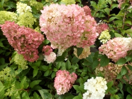 Hydrangea pan. Sundae Fraise (H146)