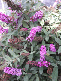 Buddleja Pink micro chip