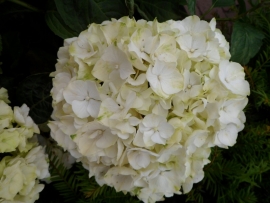 Hydrangea macr. Wudu (H157)