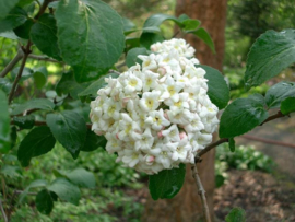 Viburnum Carlesii  C3